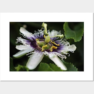 Passion Flower Closeup 3 Posters and Art